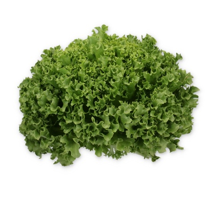 Crystal Lettuce Hydrolique RZ