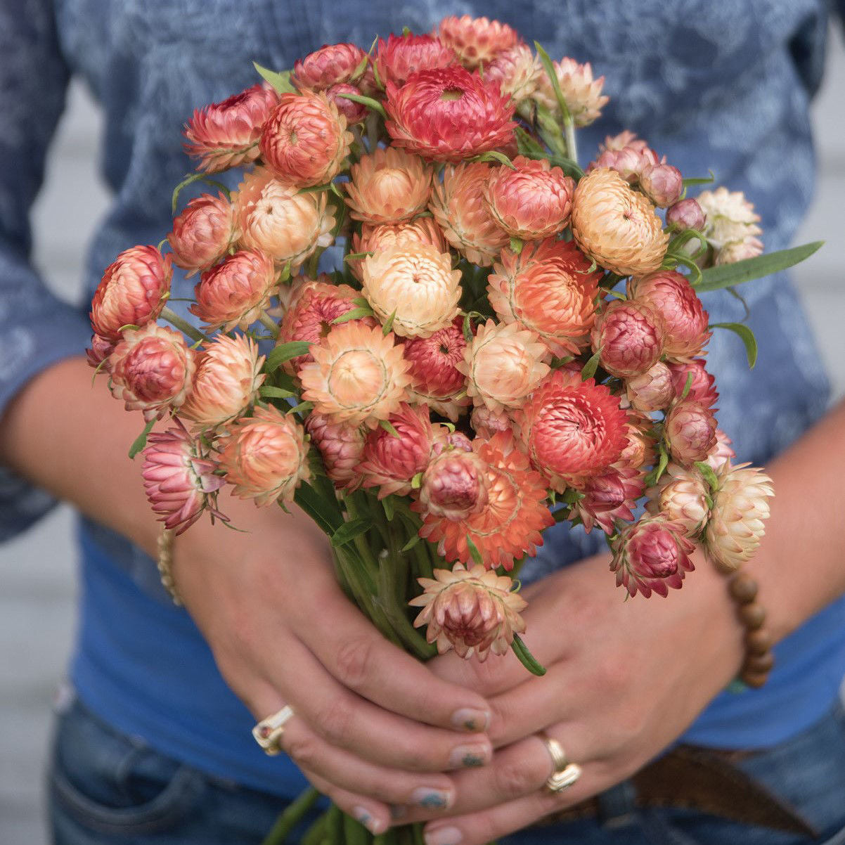 Helichrysum (Eternell)