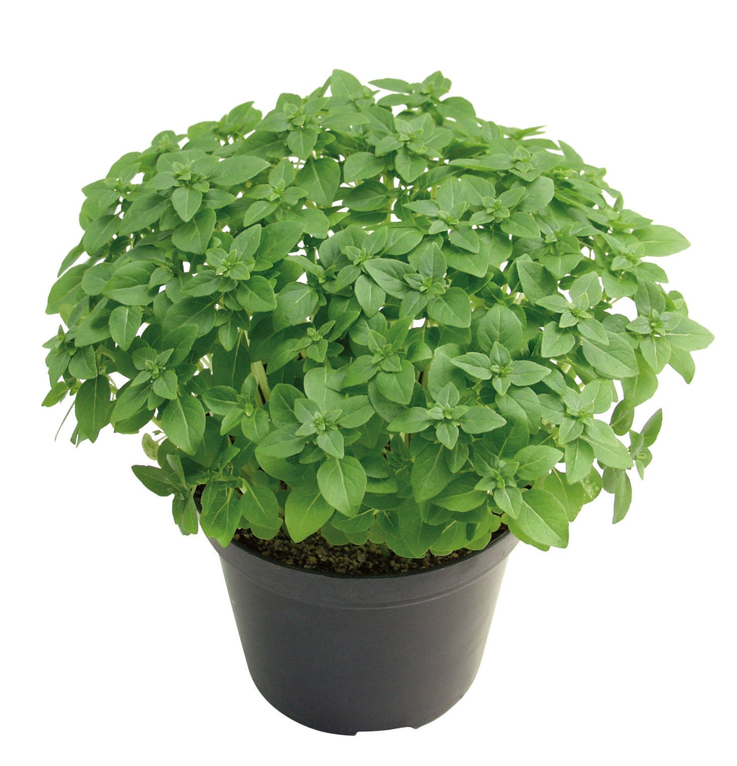 Basil Tityos