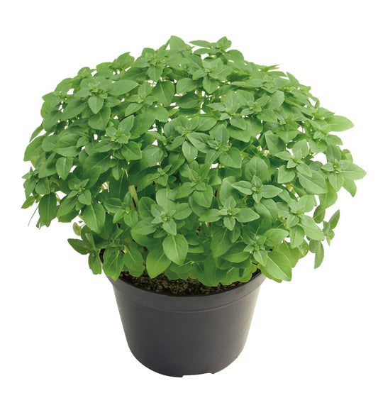Basil Tityos