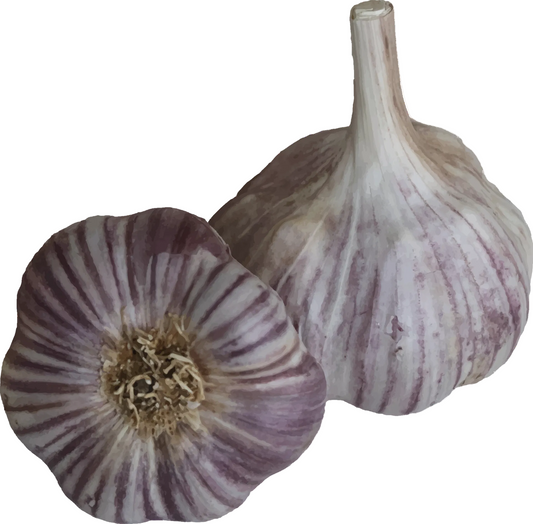 Garlic Otakar
