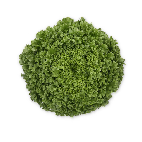 Crystal Lettuce Hydrolique RZ