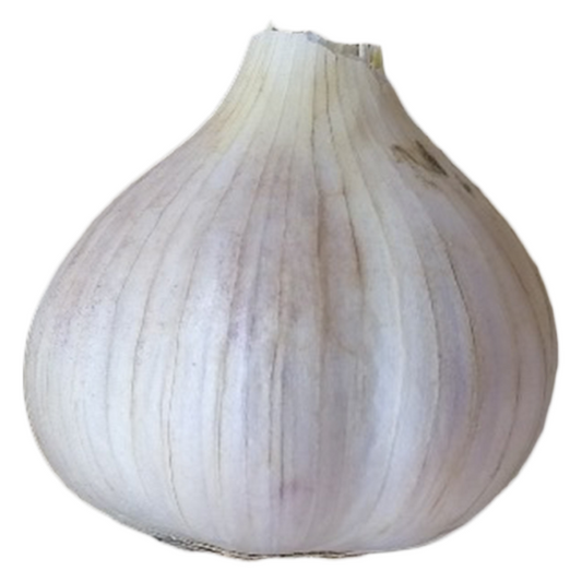 Garlic Jan
