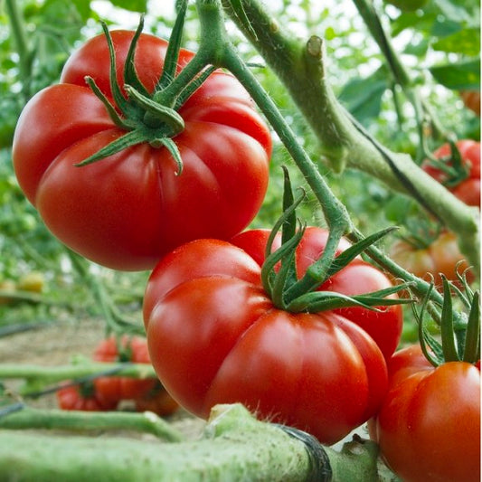 Marmande