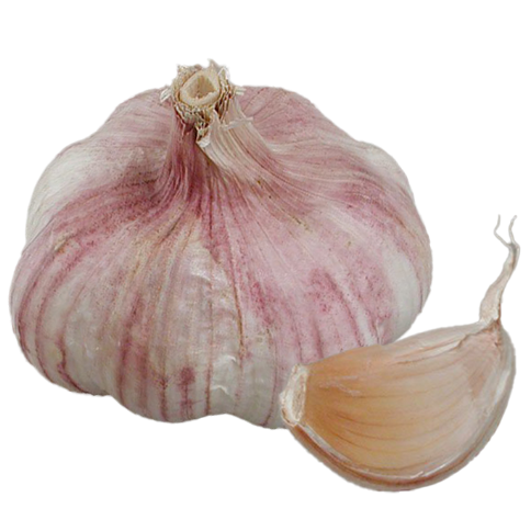 Garlic Primor