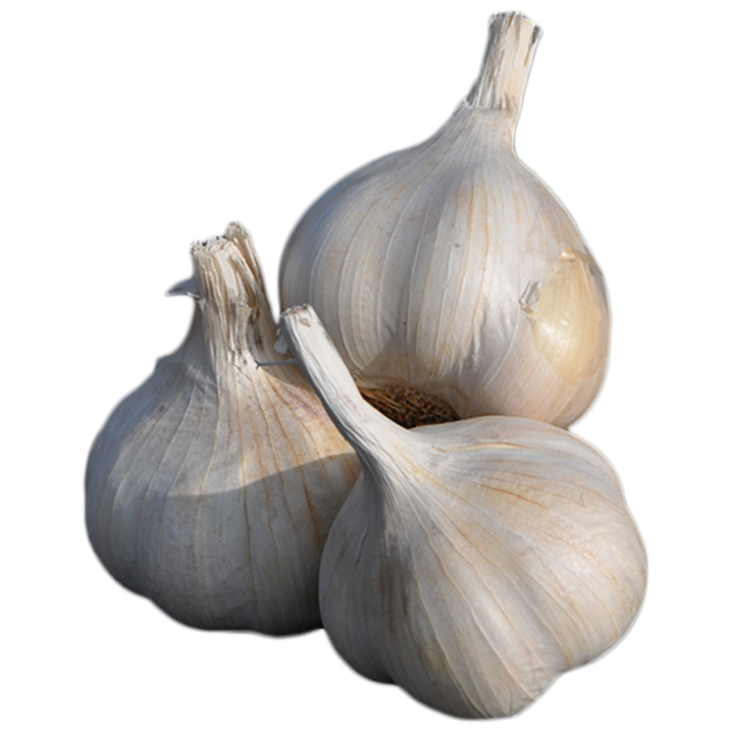 Garlic Stepan