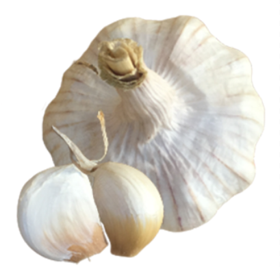 Garlic Précosem