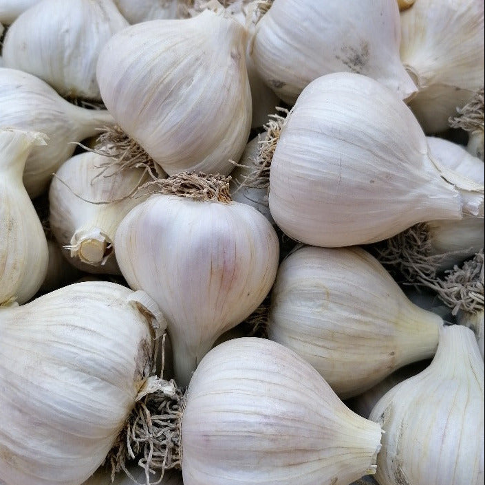 Garlic Jan