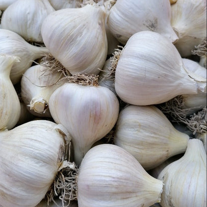 Garlic Jan