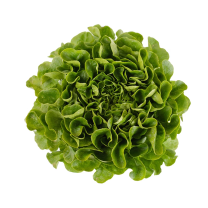 Oak Leaf Salanova Cook RZ