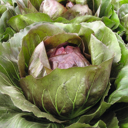 Radicchio Leonardo F1 - BIO