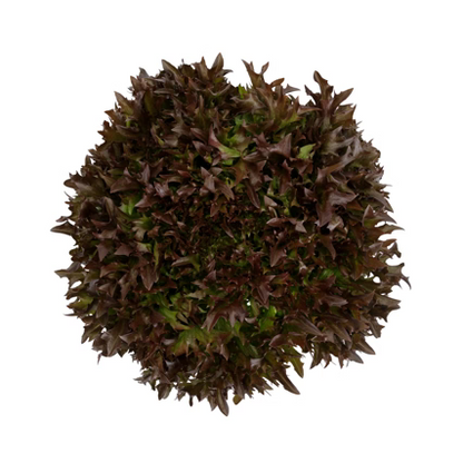 Crisp Salanova Tralex RZ - BIO