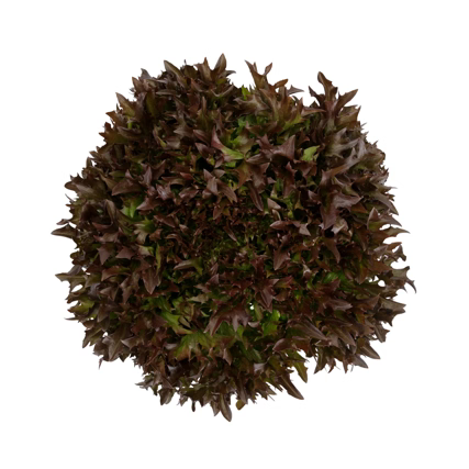 Crisp Salanova Tralex RZ - BIO