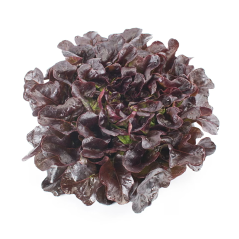 Oak Leaf Salanova Xandra RZ