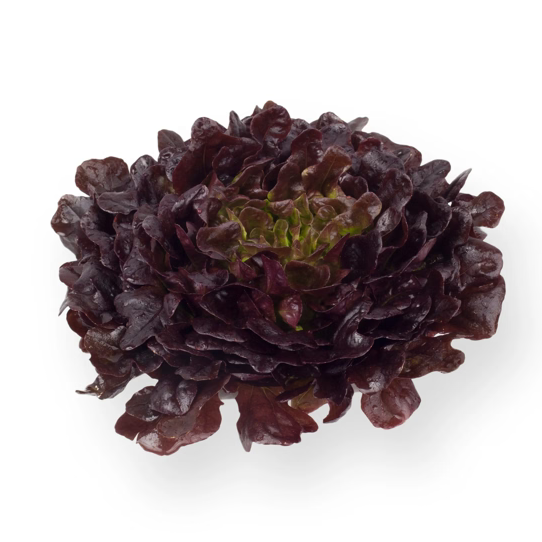 Oak Leaf Salanova Xerafin RZ