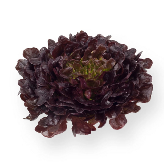 Oak Leaf Salanova Xerafin RZ