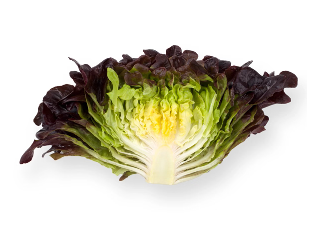 Oak Leaf Salanova Xerafin RZ